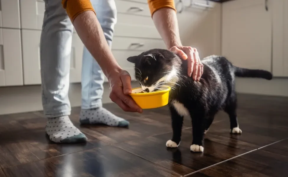 Tutor alimentando gato frajola em pote amarelo