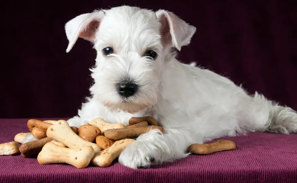 Cachorrinho branco deitado em forro roxo cheio de biscoitos em sua volta