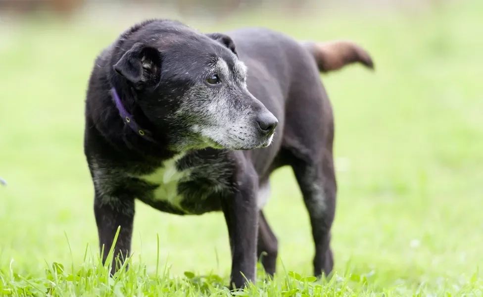 Cachorro idoso em pé em gramado