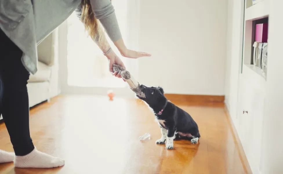 Cão preto e branco mordendo pelúcia enquanto tutora tenta contê-lo
