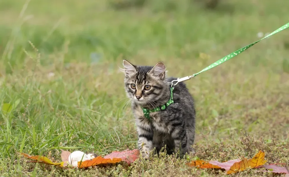 Gato usando coleira verde em mato