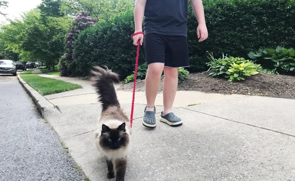 Gato com coleira vermelha passeando com tutor