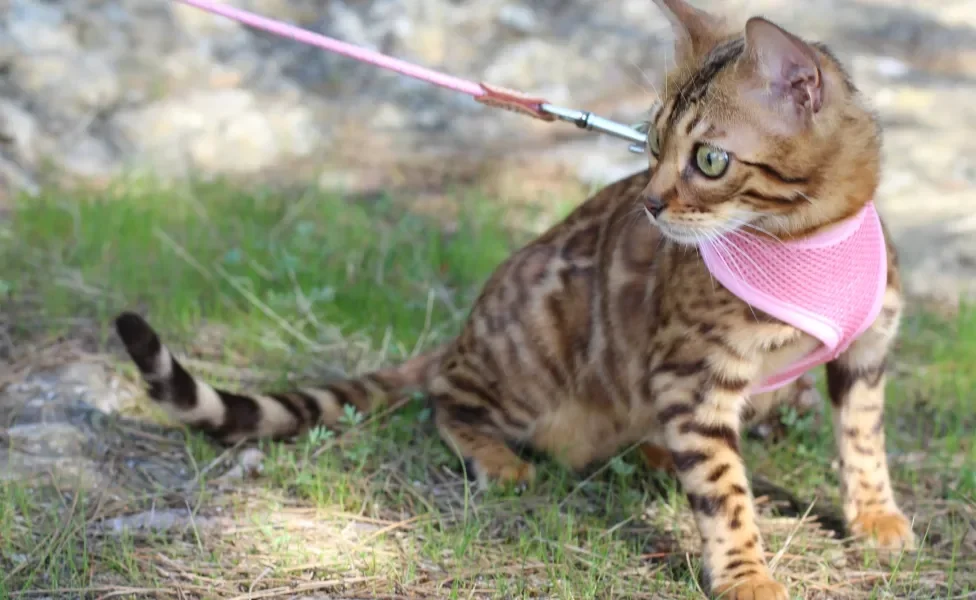 Gato usando coleira rosa com peitoral
