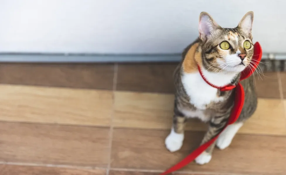 Gato com coleira vermelha dentro de casa