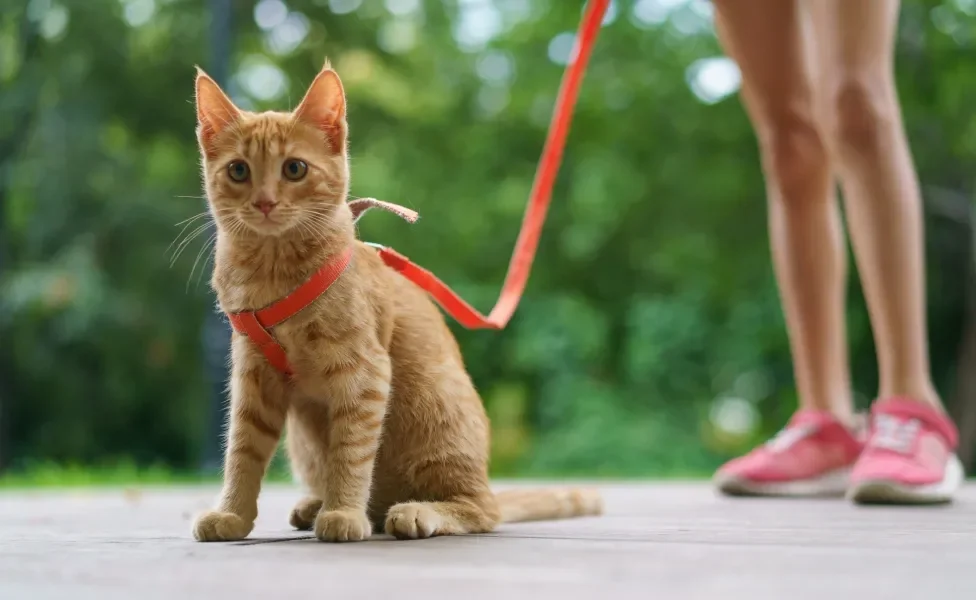 Gato com coleira vermelha passeando na rua com tutora