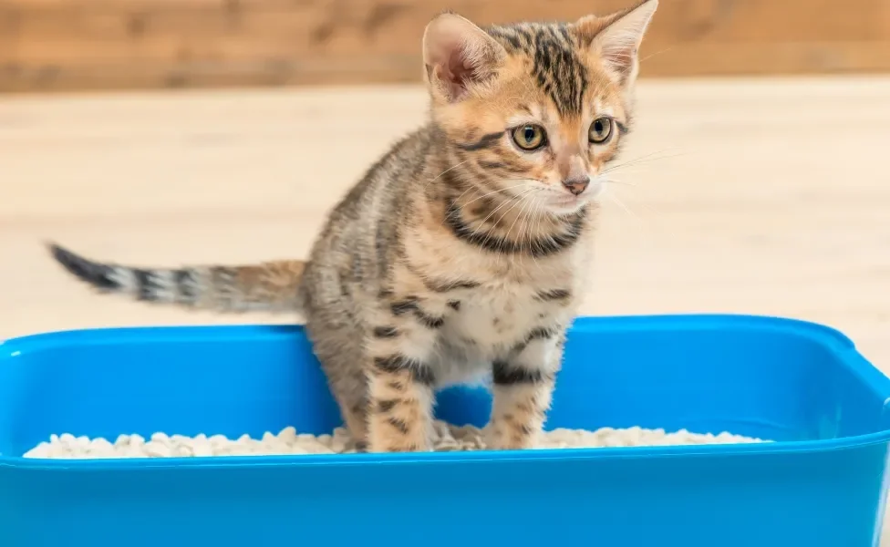 Gato filhote dentro de caixa de areia azul