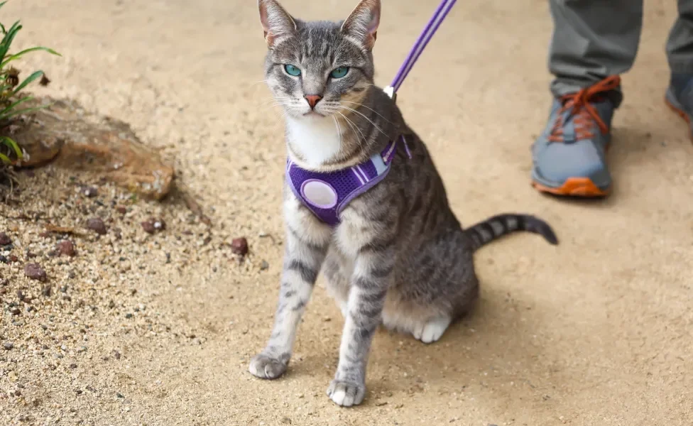 Gato sentado usando coleira roxa