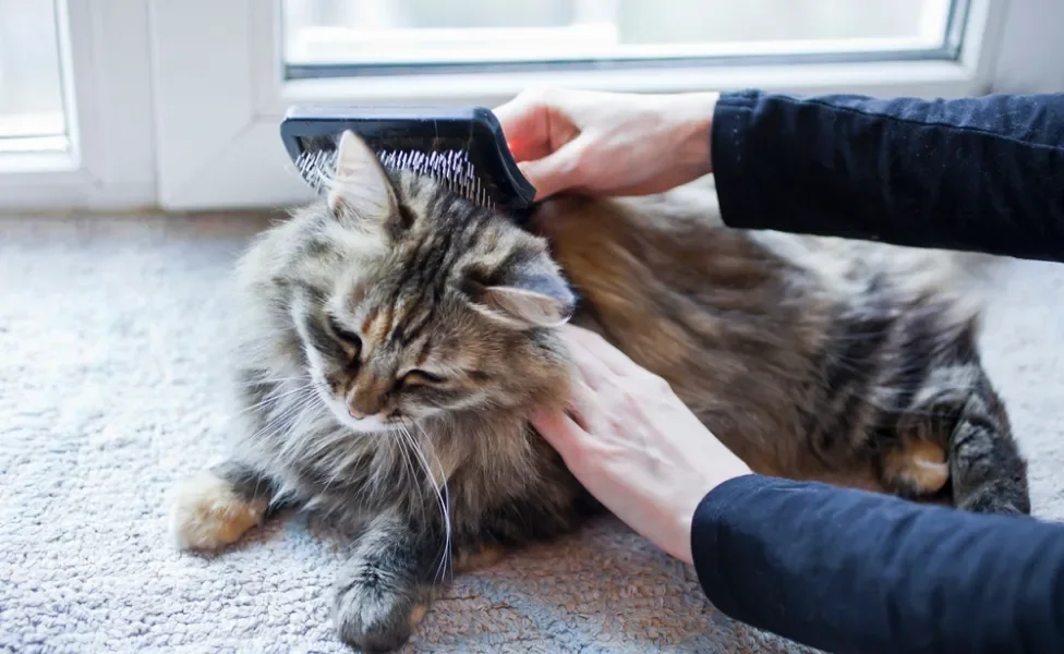 Gato rajado peludo deitado no chão sendo escovado pelo tutor