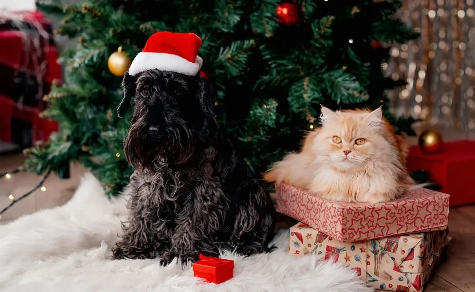 Cachorro e gato usando acessórios de Natal