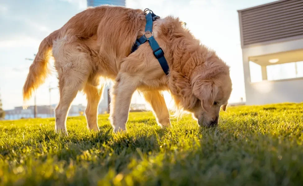Golden Retriever com peitoral cheirando a grama