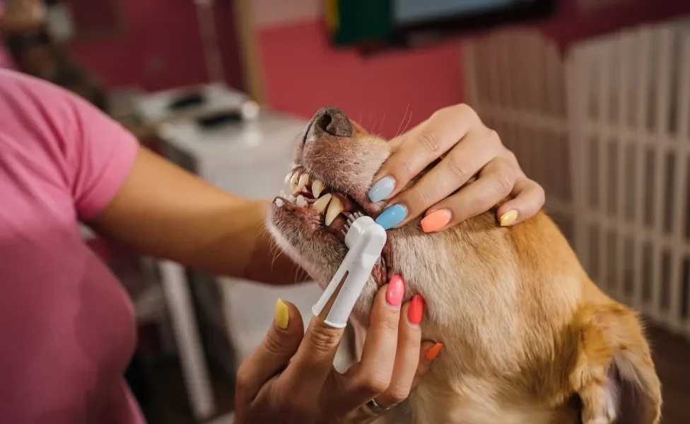 Tutora com unhas coloridas escovando os dentes de um cachorro com dedeira