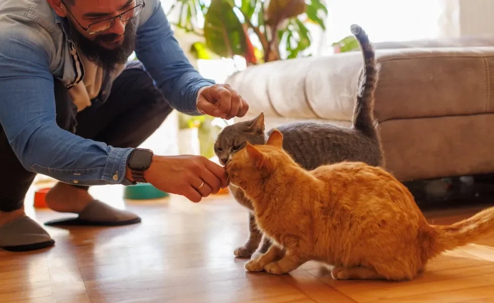 Homem abaixado interagindo com dois gatos em ambiente interno