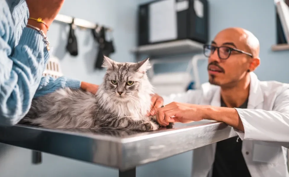 Tutora e seu gato junto de veterinário em consultório médico