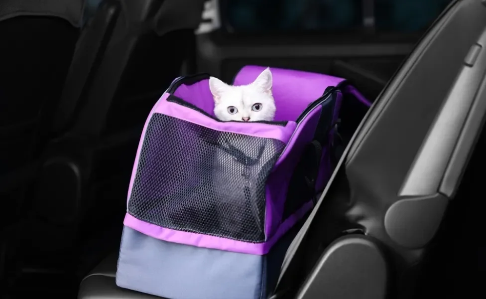 Gato branco dentro de bolsa de transporte roxa em carro 