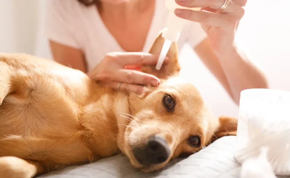 Tutora limpando ouvido de cachorro amarelo deitado