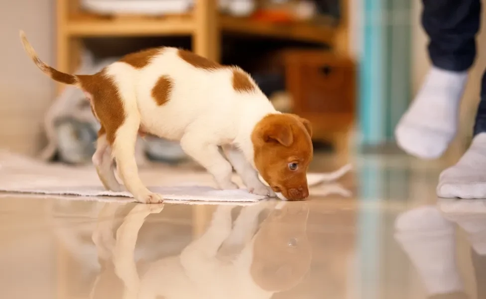 Cachorro filhote branco e marrom de perfil cheirando talete com pés humanos usando meias ao fundo