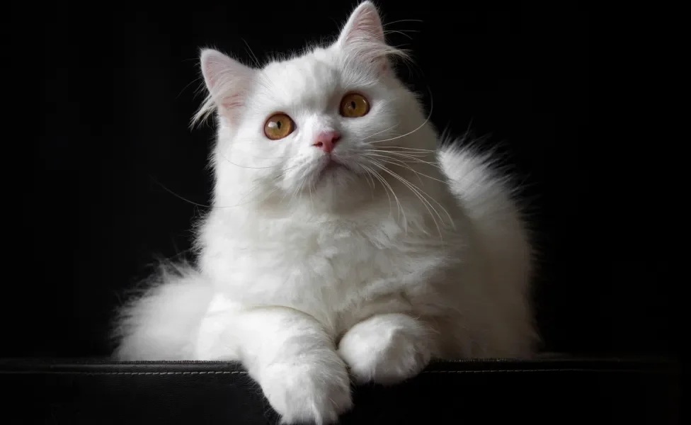 Gato Persa branco em fundo preto