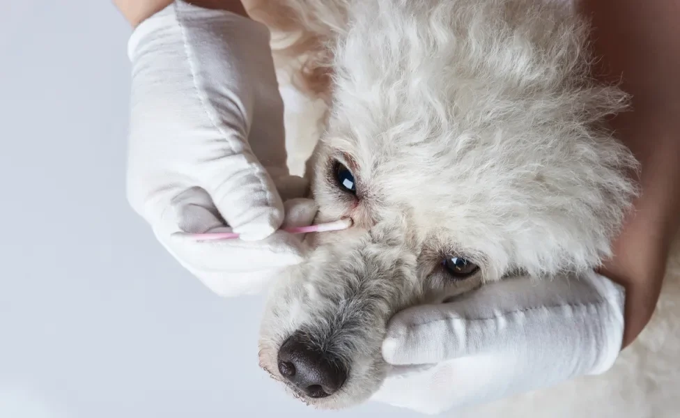 Mãos com luvas brancas limpando olhos de cão branco utilizando cotonete