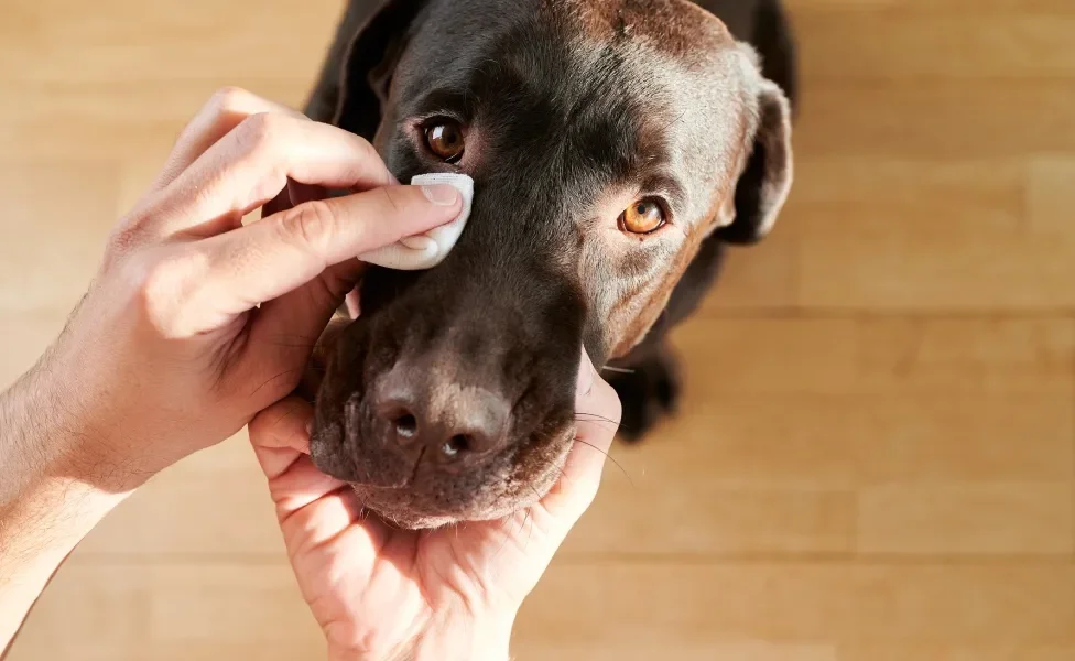 Mão segurando focinho de cachorro enquanto limpa olho do animal com algodão
