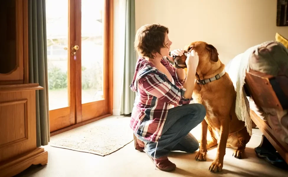 Mulher abaixada na altura de cão sentado enquanto limpa olho do animal