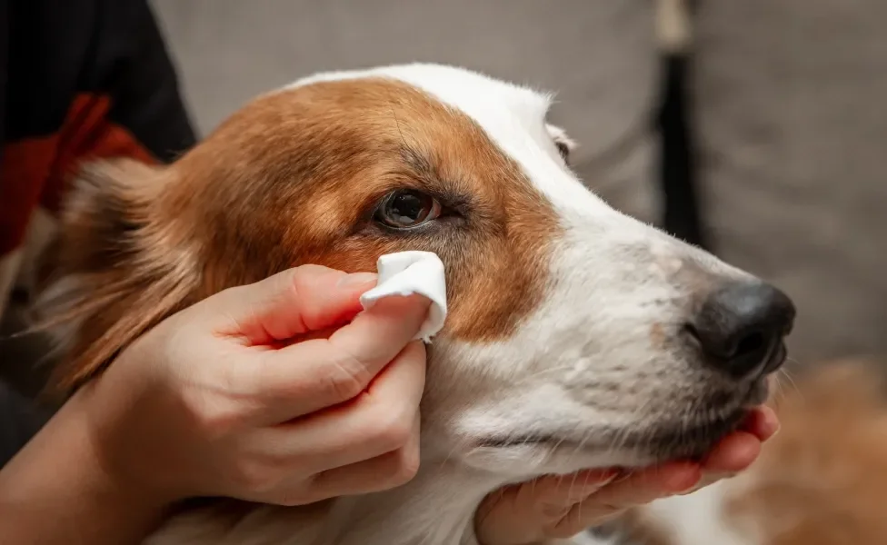 Mão limpando olho de cão com algodão