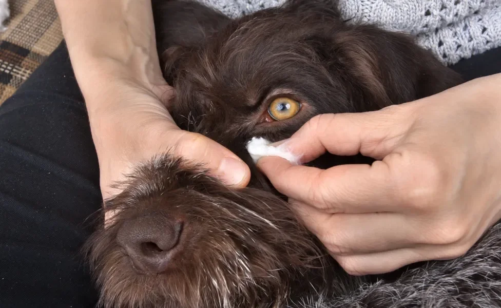 Pessoa usando algodão para limpar olho de cachorro