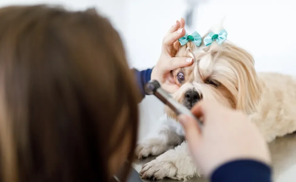 Veterinária examinando olho de cãozinho