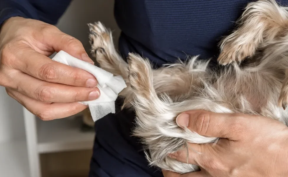 Tutor limpando patas de cachorro com lenço