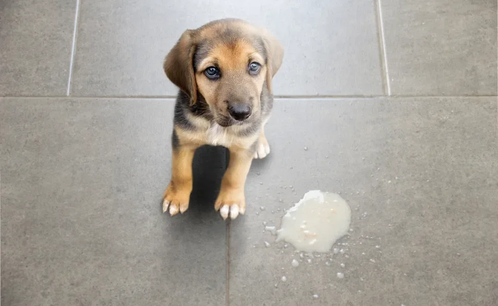 Cachorro filhote sentado em chão ao lado de vômito