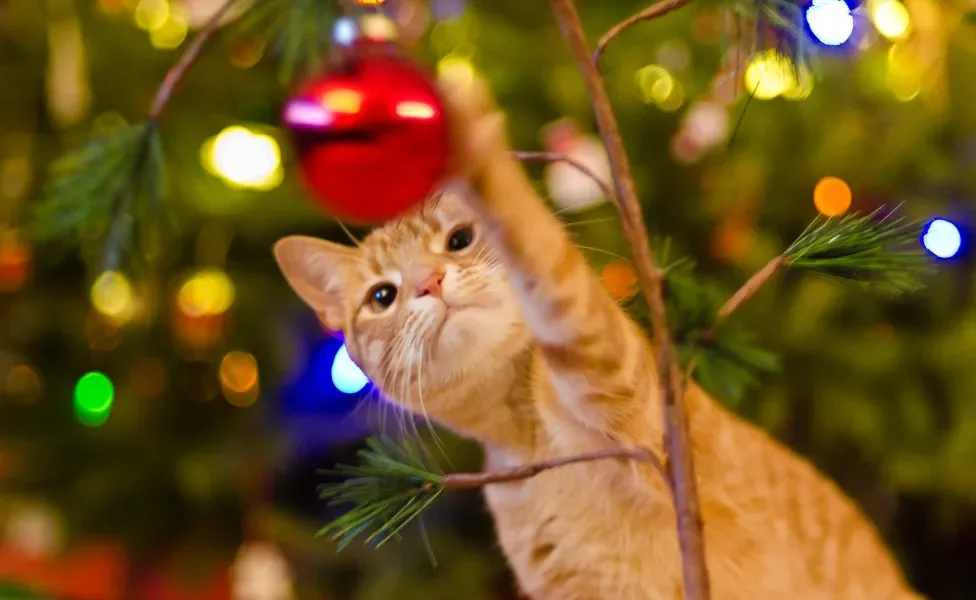 Gato laranja brincando com bolinha vermelha em árvore de natal