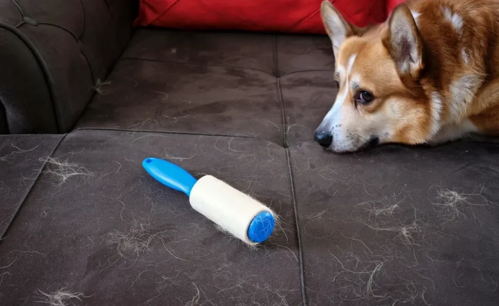 Cachorro Corgi em sofá cheio de pelos espalhados