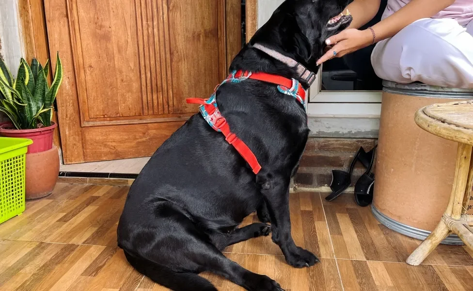 Cachorro preto grande usando coleira peitoral recebendo carinho de mulher