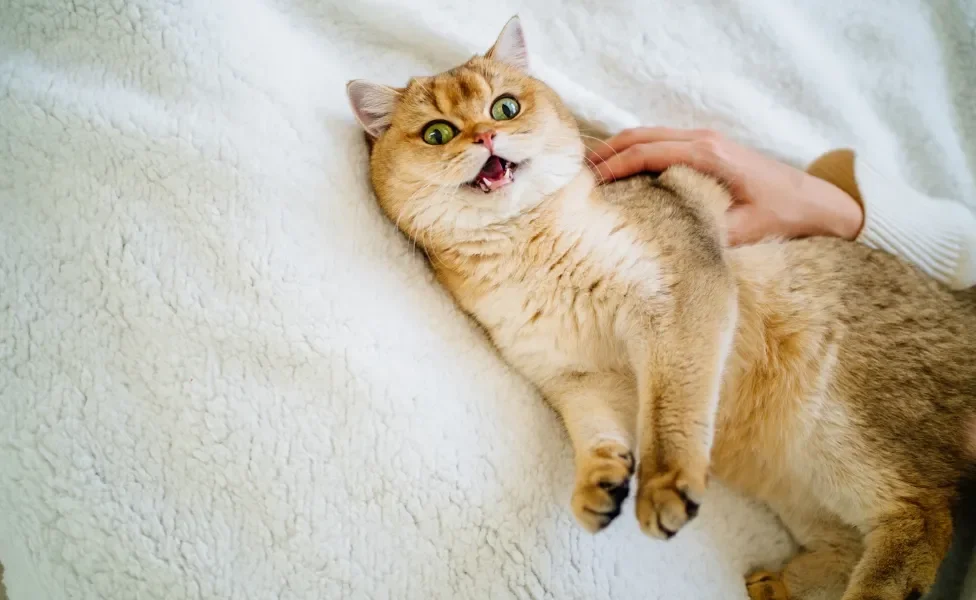 Gato amarelado deitado e miando com olhos arregalados