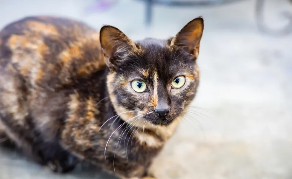 gato escaminha