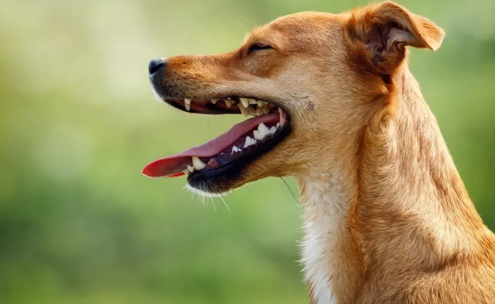 Cachorro vira-lata caramelo de perfil com a boca aberta