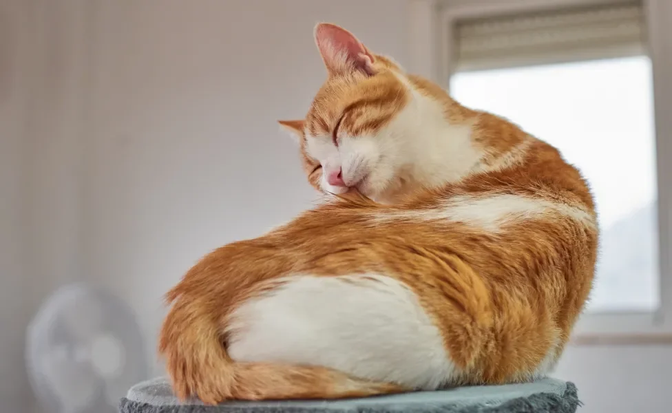 Gato laranja e branco se lambendo com os olhos fechados