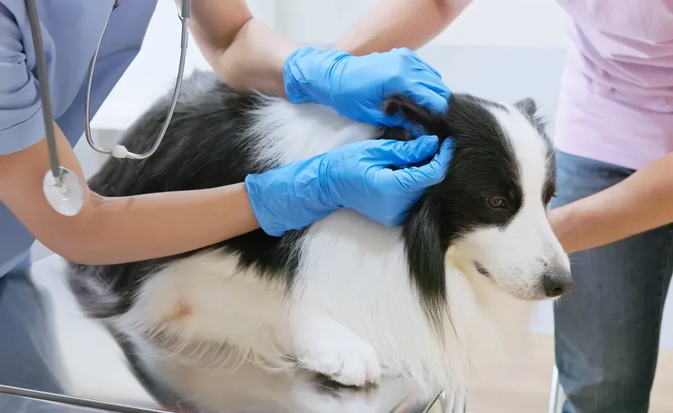 Cão branco e preto peludo tendo o ouvido limpado por veterinário, com suporte de seu tutor