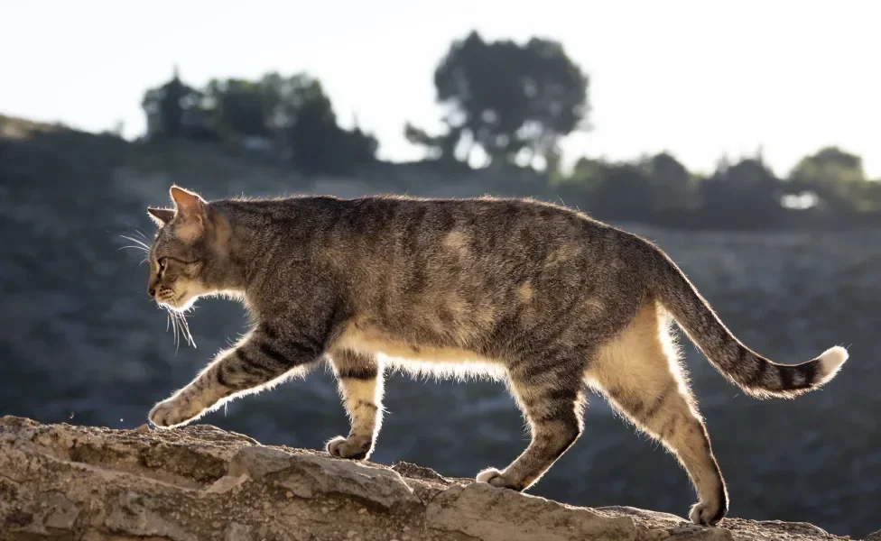 Gato cinza subindo em pedra