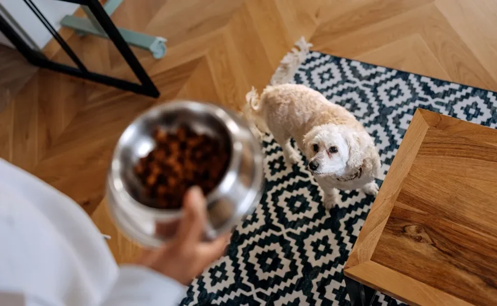Cachorro Poodle visto de cima olhando para pote de ração na mão do tutor
