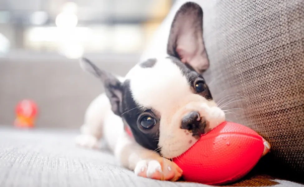 comportamento canino: filhote de cachorro brincando
