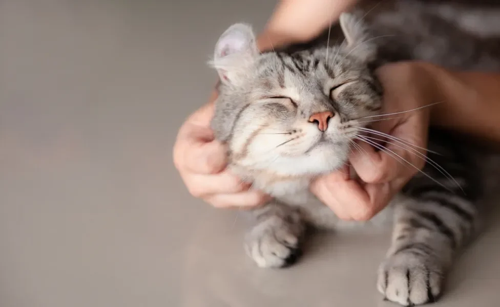 comportamento dos gatos: gato recebendo carinho