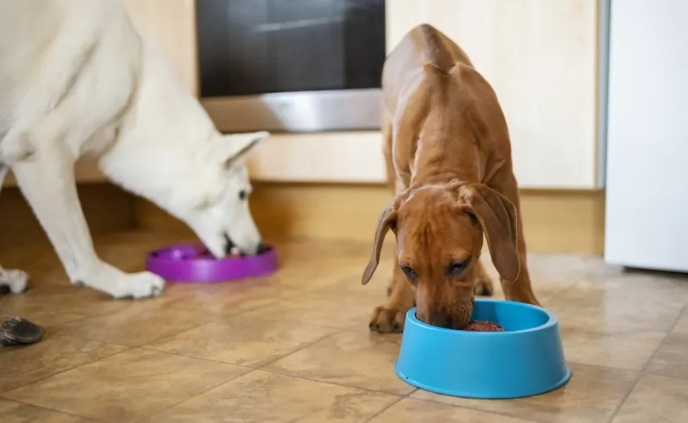 Cachorros comendo, cada um em seu pote, dentro de casa