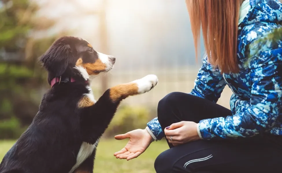 Cachorro filhote esticando a patinha para tutora em fundo de natureza