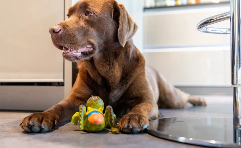 Cão Labrador deitado no chão perto de brinquedo