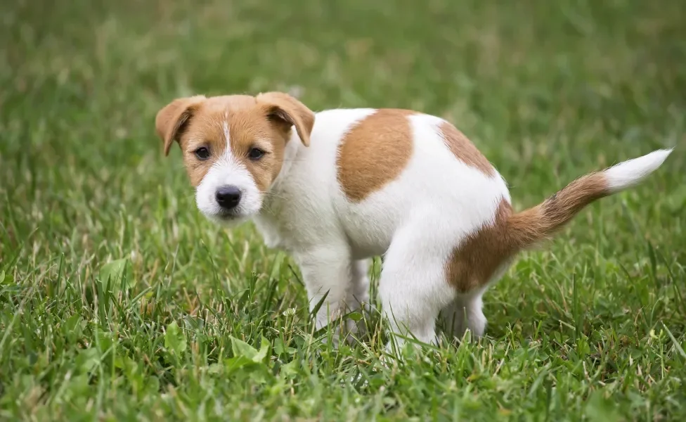 Cachorrinho fazendo coco em gramado
