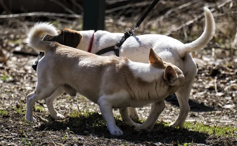 Cachorro cheirando rabo de outro cachorro