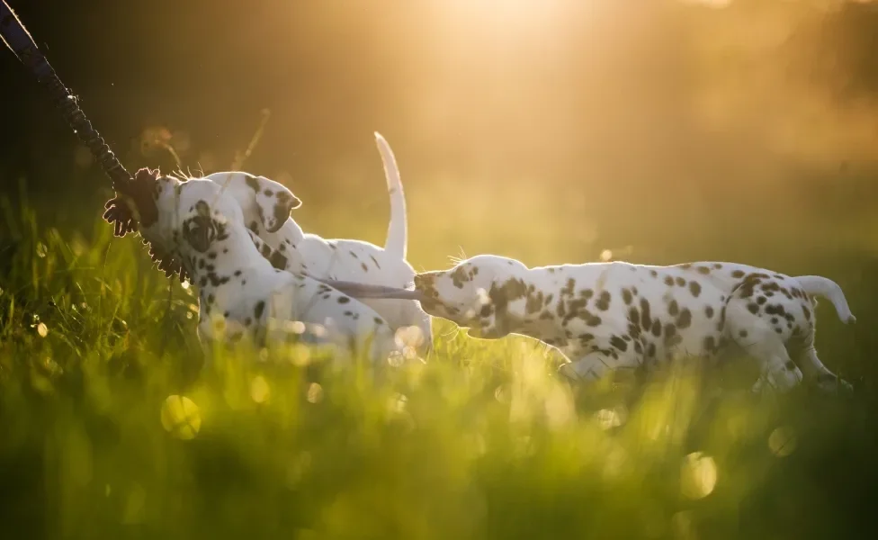 Cães dálmatas mordendo corda juntos