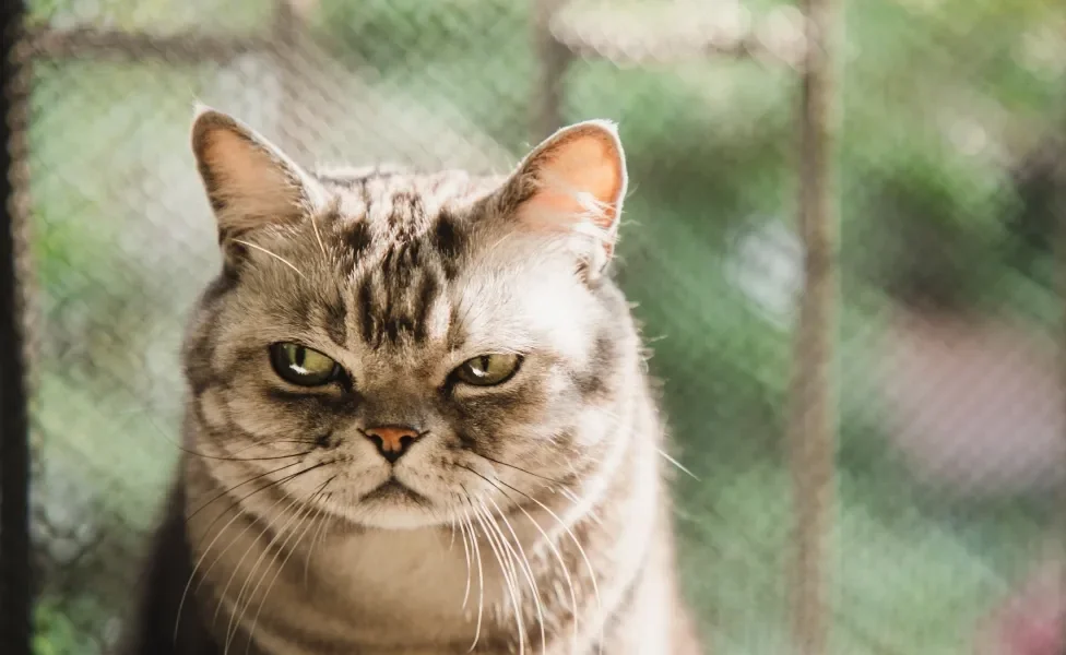 Gato cinza com semblante emburrado