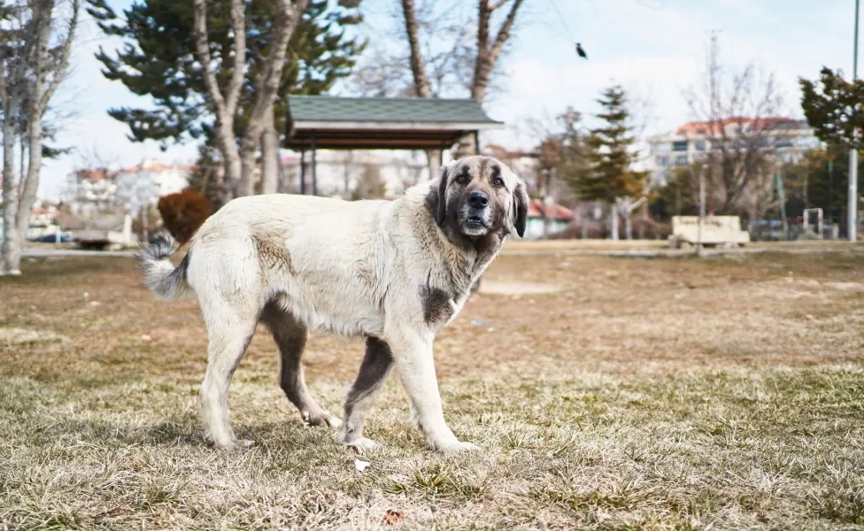 Cão Kangal em praça aberta