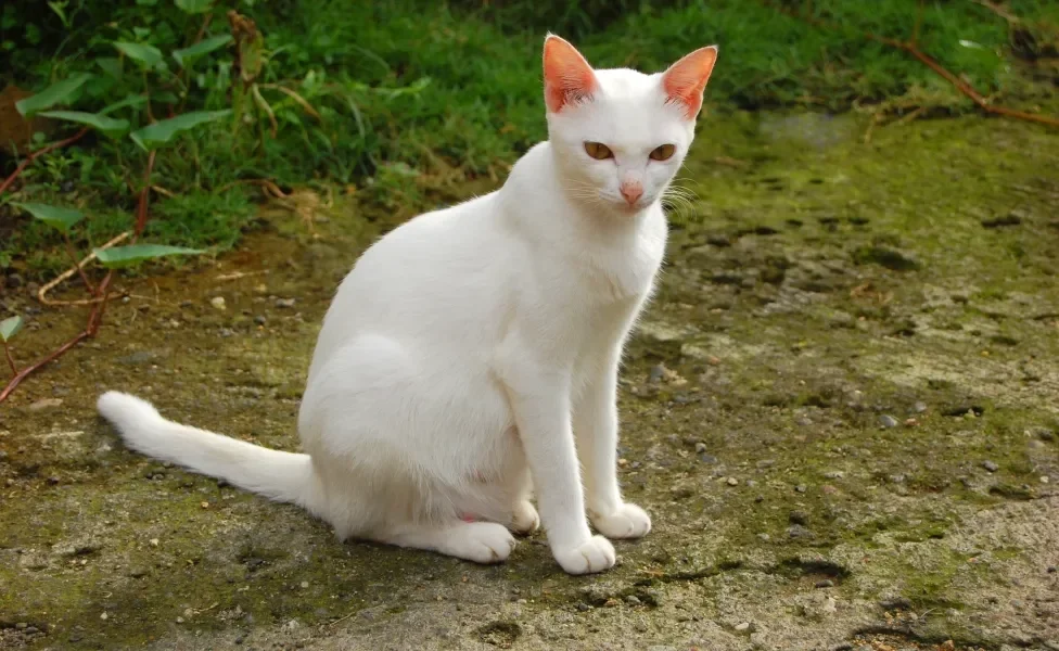 Gato albino sentado em meio a vegetação